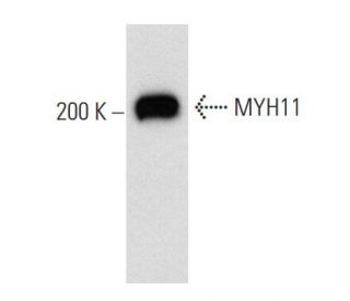 MYH11 Antibody (ID8) - Western Blotting - Image 20465 