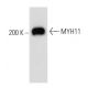 MYH11 Antibody (ID8) - Western Blotting - Image 20465 