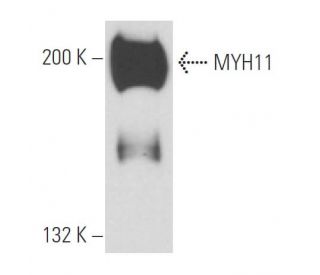 MYH11 Antibody (V-10) - Western Blotting - Image 15603