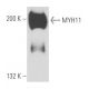 MYH11 Antibody (V-10) - Western Blotting - Image 15603
