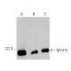 MYH15 Antibody (C-8) - Western Blotting - Image 360603 