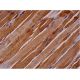 Myosin-2/MYH2 Antibody (N2.261) - Immunohistochemistry - Image 289448 