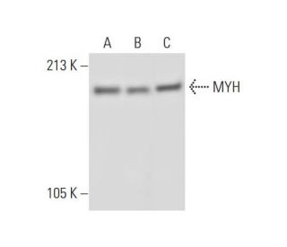 MYH Antibody (B-5) - Western Blotting - Image 312842