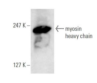 MYH10 Antibody (3H2) - Western Blotting - Image 10833The Double Nickase Plasmid features a U6 promoter for sgRNA expression, a 20 nt targeting sequence, and a gRNA scaffold to guide Cas9n. It includes a CBh promoter for Cas9n (D10A) and puromycin resistance, GFP for transfection verification, and nuclear localization signals (NLS). The 2A peptide allows co-expression of Cas9n and Puro from a single promoter, enabling precise genome editing with reduced off-target effects.