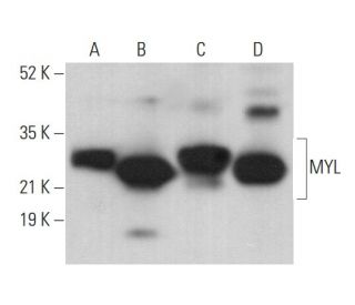 MYL Antibody (F-5) - Western Blotting - Image 376945 