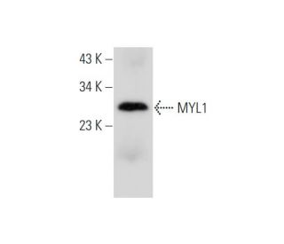 MYL1 Antibody (L-13) - Western Blotting - Image 333843 