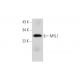 MYL1 Antibody (L-13) - Western Blotting - Image 333843 