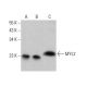 western blotting image from recommended MYL2 (7C9) monoclonal antibody replacement. Image 376415