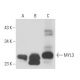 MYL3 Antibody (MLM527) - Western Blotting - Image 15575