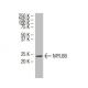 MYL6B Antibody (YY-06) - Western Blotting - Image 34320 
