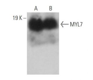 MYL7 Antibody (B-10) - Western Blotting - Image 359244 