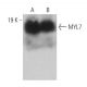 MYL7 Antibody (B-10) - Western Blotting - Image 359244 