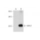 MYL7 Antibody (D-9) - Western Blotting - Image 333732