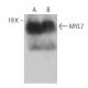 MYL7 Antibody (D-9) - Western Blotting - Image 359245 