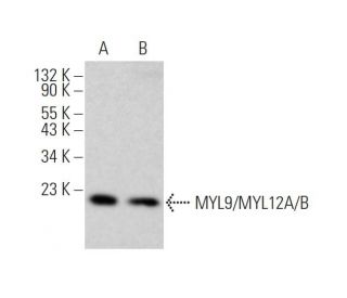 western blotting image from recommended MYL9/MYL12A/B (E-4) monoclonal antibody replacement. Image 354901