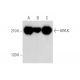 MYLK Antibody (A-10) - Western Blotting - Image 333725