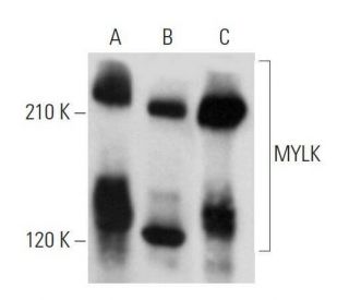 mylk-antibody-a-8-western-