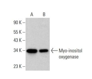 Myo-inositol oxygenase Antibody (D-11) - Western Blotting - Image 382644 