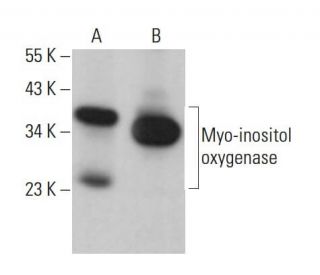 Myo-inositol oxygenase Antibody (E-11) - Western Blotting - Image 382346 