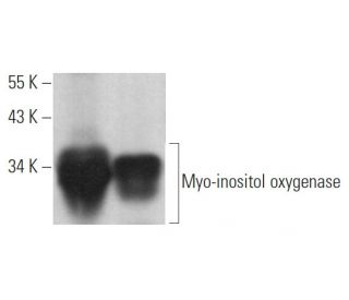 Myo-inositol oxygenase Antibody (E-9) - Western Blotting - Image 365207 