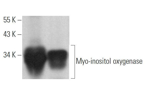 Myo-inositol oxygenase抗体(E-9) | SCBT - Santa Cruz Biotechnology