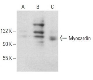 Myocardin Antibody (E-5) - Western Blotting - Image 396629