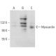 Myocardin Antibody (E-5) - Western Blotting - Image 396629