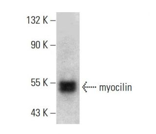 western blotting image from recommended myocilin (F-12) monoclonal antibody replacement. Image 386845