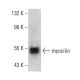 western blotting image from recommended myocilin (F-12) monoclonal antibody replacement. Image 386845
