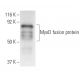 MyoD Antibody (5.8A) - Western Blotting - Image 9954 
