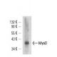 MyoD Antibody (5.8A) - Western Blotting - Image 11964 