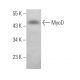 MyoD Antibody (5.8A) - Western Blotting - Image 374634