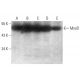 western blotting image from recommended MyoD (G-1) monoclonal antibody replacement. Image 350690