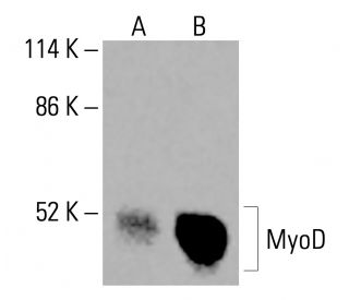 MyoD Antibody (E-1) - Western Blotting - Image 415896 