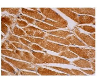 ★ページ MyoD Antibody (G-1) | SCBT - Santa Cruz Biotechnology