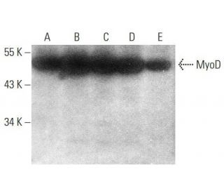 western blotting image from recommended MyoD (G-1) monoclonal antibody replacement. Image 350690