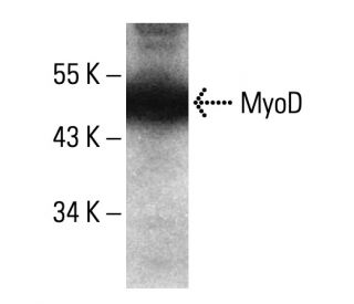 western blotting image from recommended MyoD (G-1) monoclonal antibody replacement. Image 350690