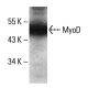 western blotting image from recommended MyoD (G-1) monoclonal antibody replacement. Image 350690