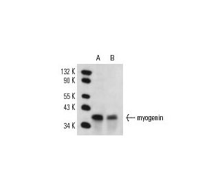 western blotting image from recommended myogenin (5FD) monoclonal antibody replacement. Image 14659