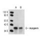 western blotting image from recommended myogenin (5FD) monoclonal antibody replacement. Image 14659