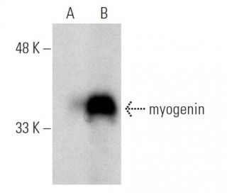 myogenin Antibody (5FD) - Western Blotting - Image 363277