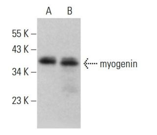 myogenin Antibody (5FD) - Western Blotting - Image 380182