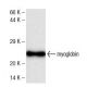 myoglobin Antibody (13) - Western Blotting - Image 136737