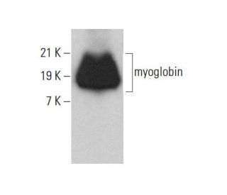 myoglobin Antibody (6) - Western Blotting - Image 377997 