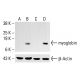 myoglobin Antibody (6) - Western Blotting - Image 413392