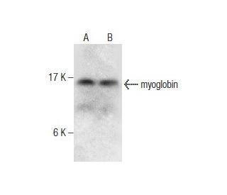 myoglobin Antibody (8) - Western Blotting - Image 164446 