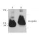 myoglobin Antibody (A-6) - Western Blotting - Image 362154