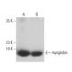 myoglobin Antibody (A-6) - Western Blotting - Image 400035 