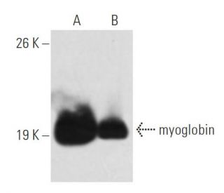 myoglobin Antibody (A-9) - Western Blotting - Image 17731 