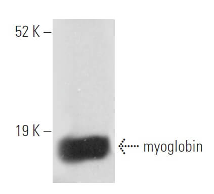 myoglobin-antibody-a-9-western